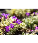 Garten-Blaukissen - Aubrieta deltoides 'Silberrand'