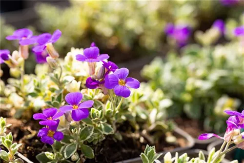 Garten-Blaukissen - Aubrieta deltoides 'Silberrand'