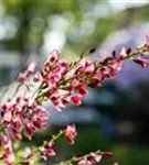 Elfenbeinginster 'Hollandia' - Cytisus praecox 'Hollandia' - Wildgehölze