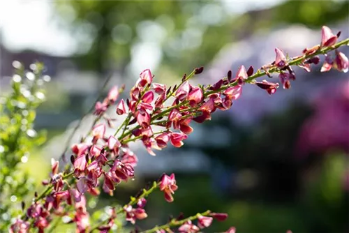 Elfenbeinginster 'Hollandia' - Cytisus praecox 'Hollandia' - Wildgehölze