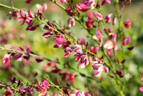 Elfenbeinginster 'Hollandia' - Cytisus praecox 'Hollandia' - Wildgehölze