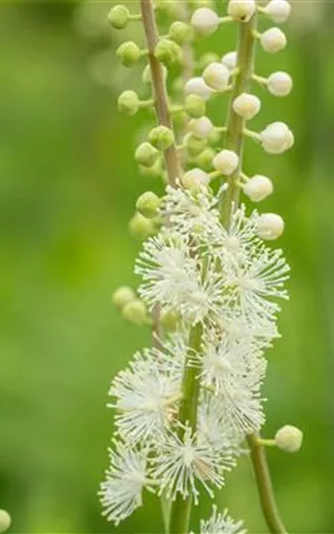 Cimicifuga japonica var.acerina 'Compacta'