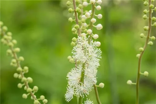 Ahornblättrige Garten-Silberkerze - Cimicifuga japonica var.acerina 'Compacta'