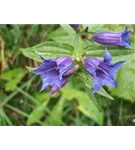 Kaukasus-Enzian - Gentiana septemfida var.lagodechiana