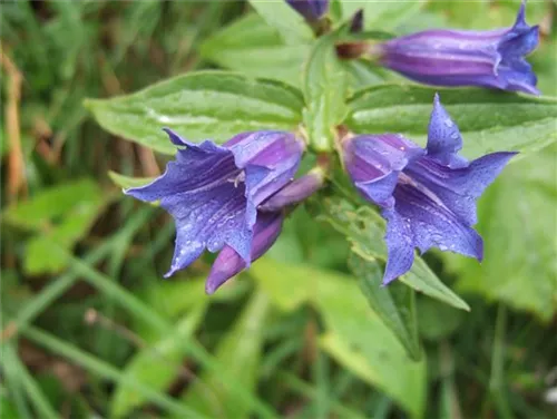 Kaukasus-Enzian - Gentiana septemfida var.lagodechiana