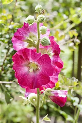 Feigenblättrige Stockrose - Alcea ficifolia-Hybriden