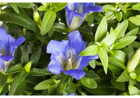 Gentiana sino-ornata - Chinesischer Herbst-Enzian