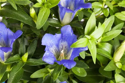 Chinesischer Herbst-Enzian - Gentiana sino-ornata