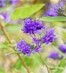 Bartblume 'Heavenly Blue' - Caryopteris clandonensis 'Heavenly Blue'