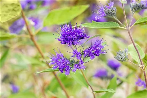 Bartblume 'Heavenly Blue' - Caryopteris clandonensis 'Heavenly Blue'