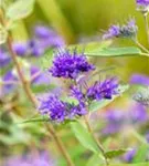 Bartblume 'Heavenly Blue' - Caryopteris clandonensis 'Heavenly Blue'