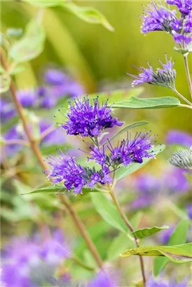 Bartblume 'Heavenly Blue' - Caryopteris clandonensis 'Heavenly Blue'