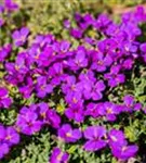 Garten-Blaukissen - Aubrieta x cult.'Hamburger Stadtpark'