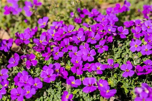 Garten-Blaukissen - Aubrieta x cult.'Hamburger Stadtpark'