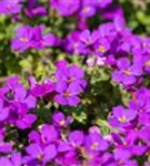 Garten-Blaukissen - Aubrieta x cult.'Hamburger Stadtpark'