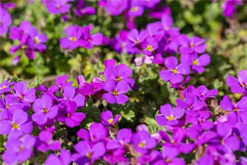 Garten-Blaukissen - Aubrieta x cult.'Hamburger Stadtpark'