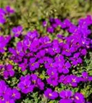 Garten-Blaukissen - Aubrieta x cult.'Hamburger Stadtpark'