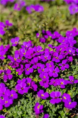 Garten-Blaukissen - Aubrieta x cult.'Hamburger Stadtpark'