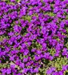 Garten-Blaukissen - Aubrieta x cult.'Hamburger Stadtpark'