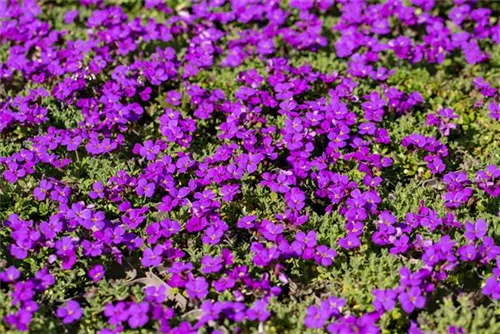 Garten-Blaukissen - Aubrieta x cult.'Hamburger Stadtpark'