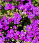 Garten-Blaukissen - Aubrieta x cult.'Hamburger Stadtpark'