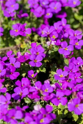 Garten-Blaukissen - Aubrieta x cult.'Hamburger Stadtpark'