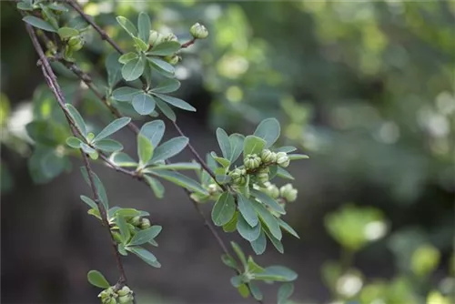 Kleine Prunkspiere 'The Bride' - Exochorda macrantha 'The Bride'