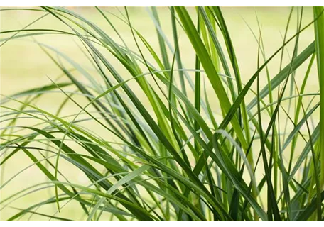 Cortaderia selloana 'Rosea' - Rosablühendes Garten-Pampasgras