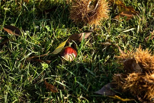 Esskastanie - Castanea sativa