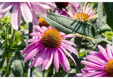 Echinacea purpurea 'Kim's Knee High' -R- - Garten-Scheinsonnenhut