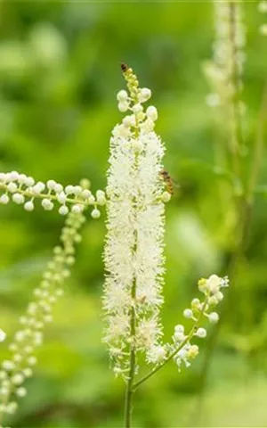 Cimicifuga simplex 'White Pearl'