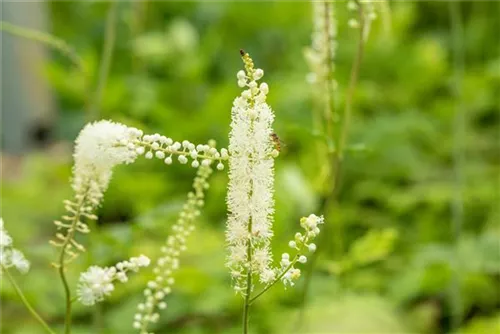 Garten-Oktober-Silberkerze - Cimicifuga simplex 'White Pearl'