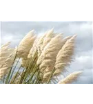 Garten-Pampasgras - Cortaderia selloana 'Sunningdale Silver'