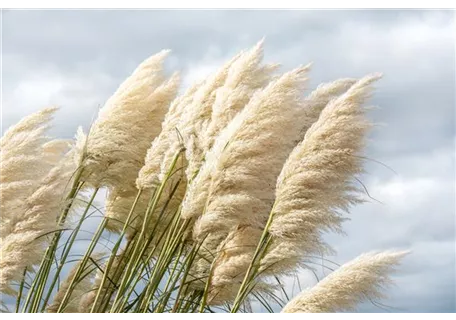 Cortaderia selloana 'Sunningdale Silver' - Garten-Pampasgras