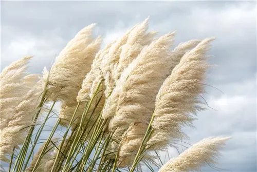 Garten-Pampasgras - Cortaderia selloana 'Sunningdale Silver'