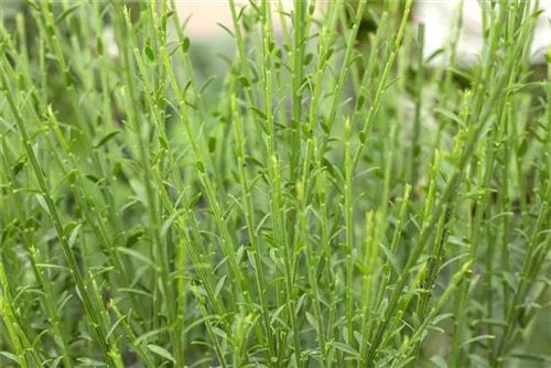 Edelginster 'Lena' - Cytisus scoparius 'Lena'