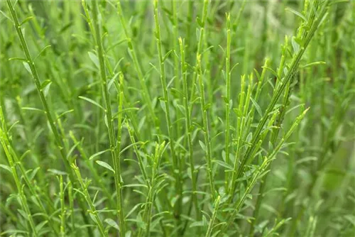 Edelginster 'Lena' - Cytisus scoparius 'Lena'