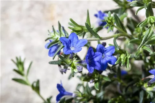 Purpurblauer Steinsame - Buglossoides purpurocaerulea