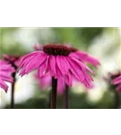 Garten-Scheinsonnenhut - Echinacea purpurea 'Rubinstern'