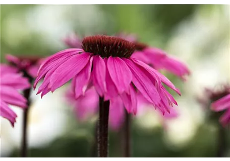 Echinacea purpurea 'Rubinstern' - Garten-Scheinsonnenhut