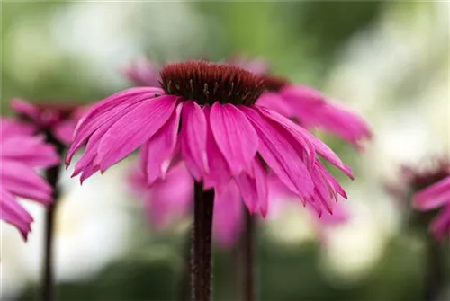 Garten-Scheinsonnenhut - Echinacea purpurea 'Rubinstern'