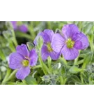 Garten-Blaukissen - Aubrieta x cult.'Tauricola'