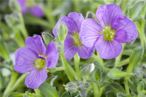 Garten-Blaukissen - Aubrieta x cult.'Tauricola'