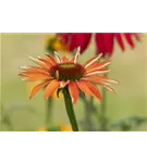 Garten-Scheinsonnenhut - Echinacea purpurea 'Tiki Torch' -R-