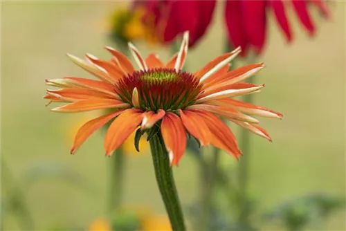 Garten-Scheinsonnenhut - Echinacea purpurea 'Tiki Torch' -R-