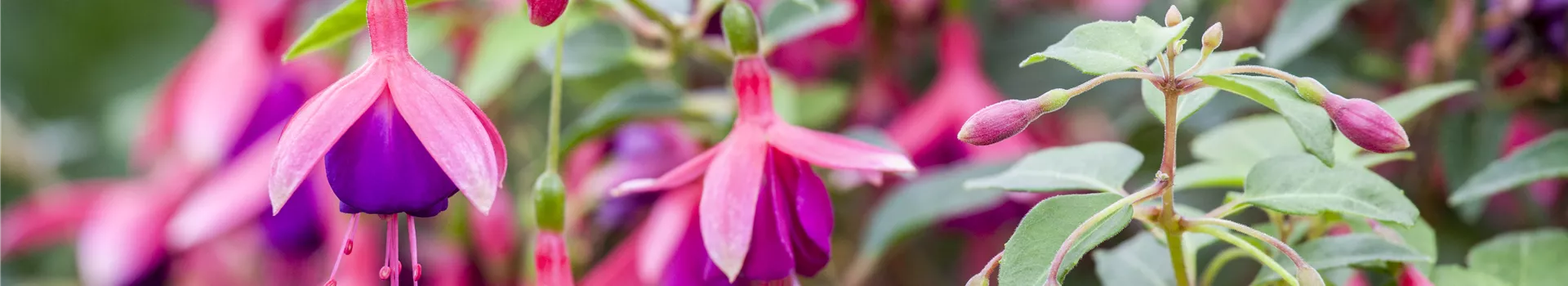 Fuchsien – exotische Schönheiten für Balkon und Garten