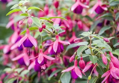 Fuchsien als Blickfang