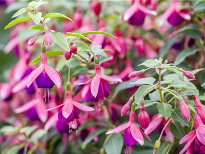 Fuchsien als Blickfang