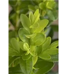 Kleinblättriger Buchsbaum 'Faulkner' - Buxus microphylla 'Faulkner'