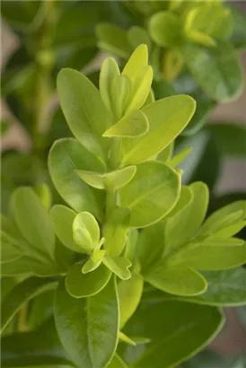 Kleinblättriger Buchsbaum 'Faulkner' - Buxus microphylla 'Faulkner'